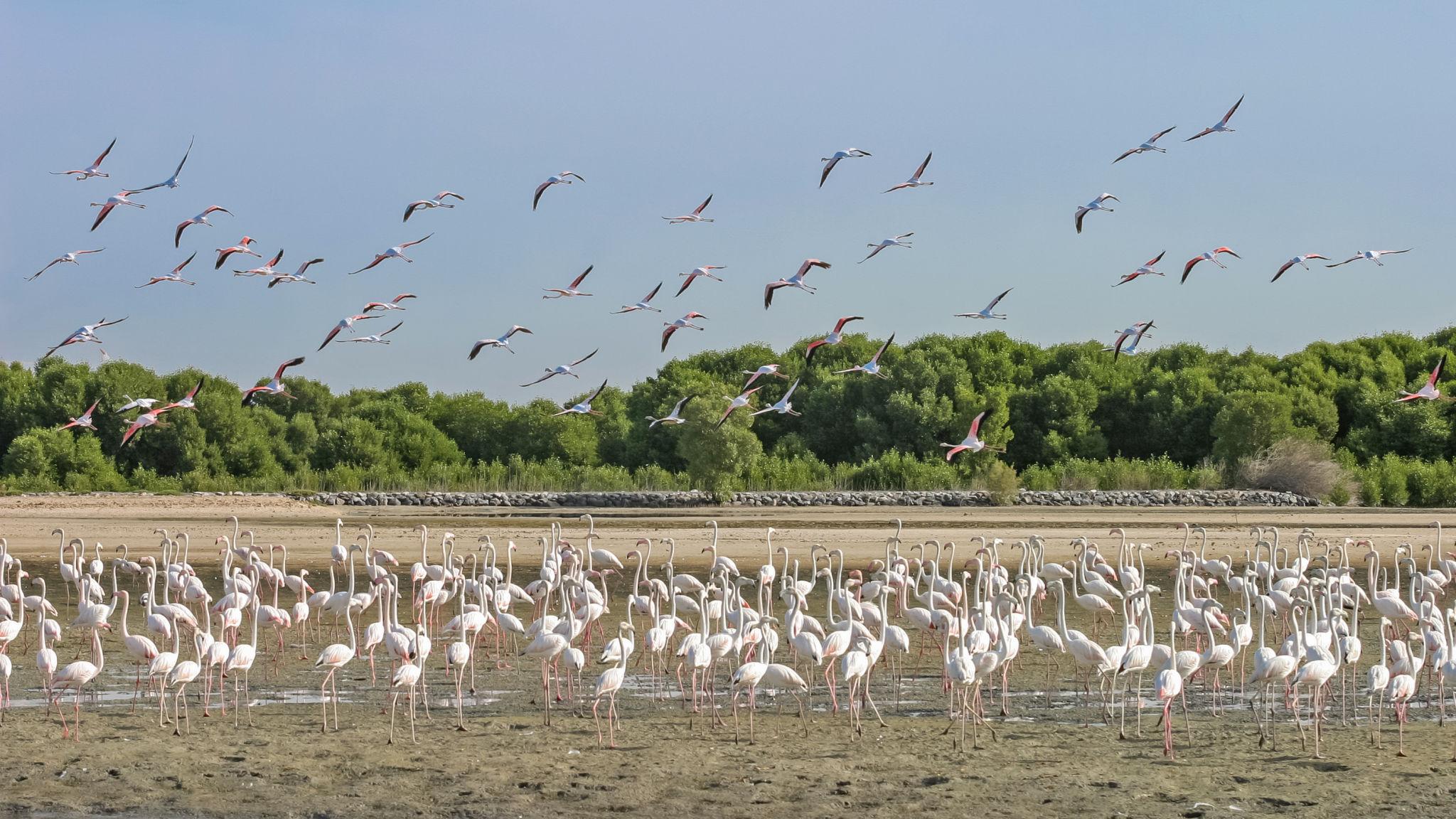 Flamingos at Ras Al Khor Wildlife Sanctuary, Dubai